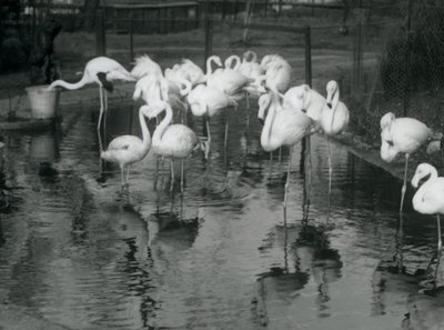Greater Flamingos på dammen deres i London Zoo, 1926 av Frederick William Bond
