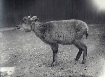 Himalayan Goral i London Zoo, 1914. av Frederick William Bond