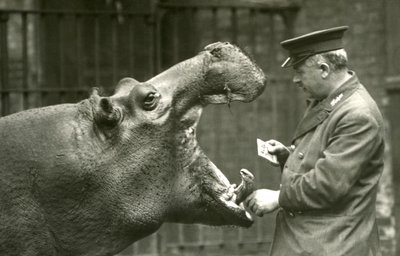 Flodhest Bobbie med keeper Ernie Bowman, London Zoo, 1927 av Frederick William Bond