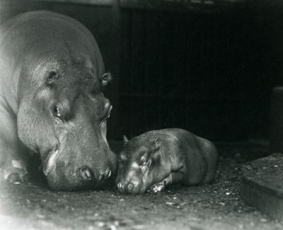 Flodhest Joan med sin mannlige kalv Jimmy i London Zoo i mars 1927 av Frederick William Bond