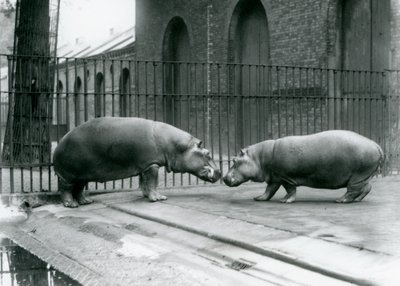 Flodhester Bobbie og Joan blir introdusert i London Zoo, 1923 (bw-bilde) av Frederick William Bond