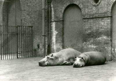 Flodhester Bobbie og Joan i London Zoo, juli 1923 (bw-bilde) av Frederick William Bond