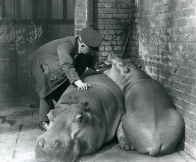 Flodhestene Joan og Jimmy i London Zoo i 1927 av Frederick William Bond