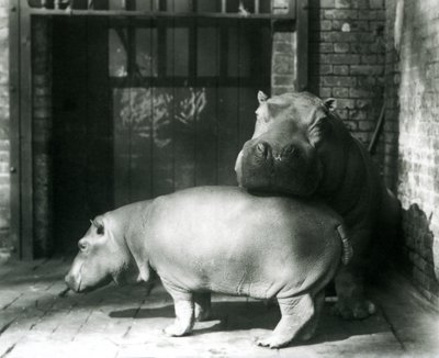 Flodhestene Joan og Jimmy i London Zoo i 1927 av Frederick William Bond