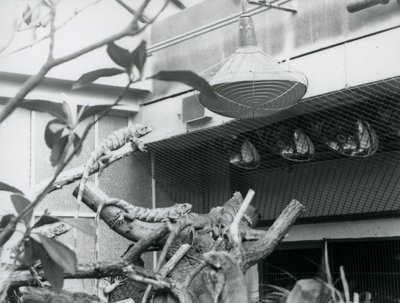 Iguaner, soler seg på grener og nyter det kunstige sollys i innhegningen deres, London Zoo, august 1928 (s/hvitt-bilde) av Frederick William Bond