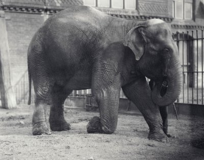 Indisk elefant, Assam Lukhi, kneler sammen med keeper i London Zoo, april 1914 av Frederick William Bond