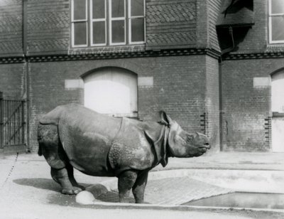 Indisk neshorn Felix står ved kanten av bassenget hans i London Zoo i 1927 av Frederick William Bond
