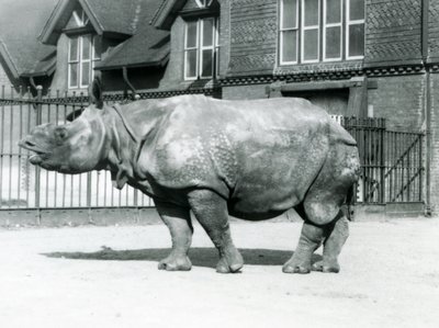 Indisk neshorn Felix står i paddocken sin i London Zoo, 1927 av Frederick William Bond