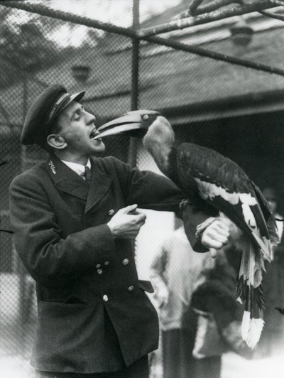 Keeper, T. Raggett mater en stor indisk hornfugl med en frukt holdt i munnen. London Zoo 1924 av Frederick William Bond