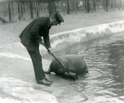 Keeper Arthur Chandler feier Walrus-bassenget, London Zoo, 1924 av Frederick William Bond