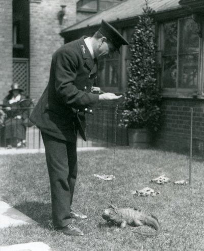 Keeper Collins på en plen i London Zoo med en Clouded Rock Iguana i ledning, London Zoo, 1924 av Frederick William Bond