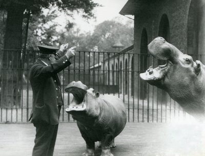 Keeper Ernie Bowman med flodhestene Bobbie og Joan i London Zoo, juli 1923 (bw-bilde) av Frederick William Bond
