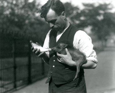 Keeper Harry Warwick mater en baby vortesvin i London Zoo, i august 1922 av Frederick William Bond