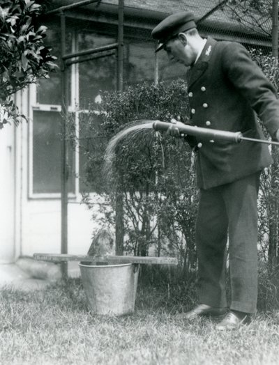 Keeper Thomas Raggett gir en Tawny Frogmouth en dusj, London Zoo, 1924 av Frederick William Bond