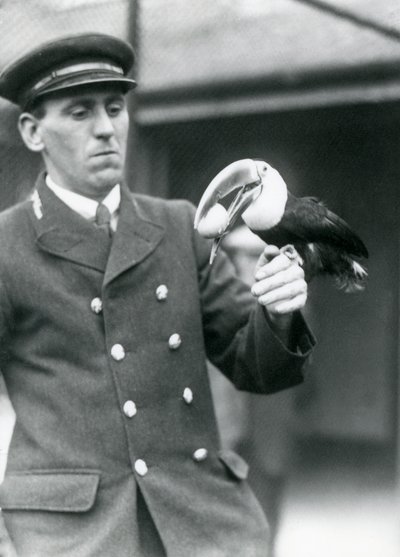 Keeper, Thomas Raggett, holder en rødnebbet tukan med et egg i munnen i London Zoo i 1924 av Frederick William Bond