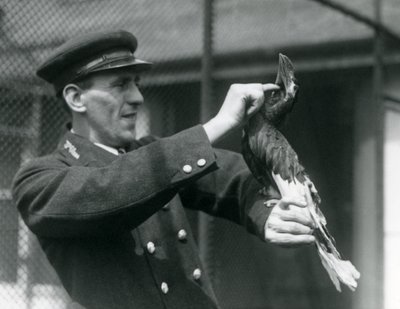 Keeper, Thomas Raggett, strøk en stor indisk hornfugl under nebben i London Zoo, 1924 av Frederick William Bond