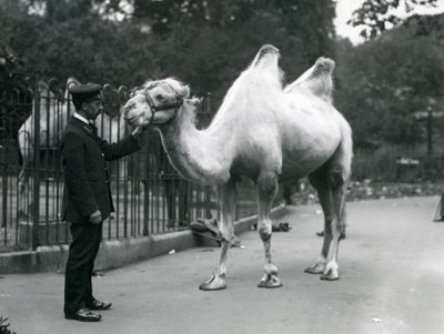 Keeper W. Styles med en baktrisk kamel i London Zoo, juli 1914 av Frederick William Bond