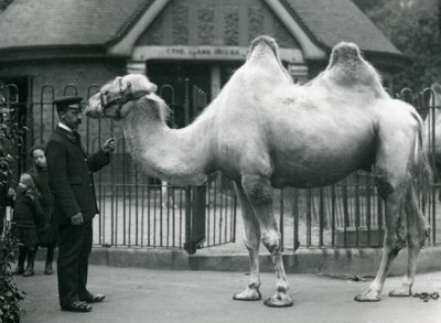 Keeper W. Styles, med en baktrisk kamel, utenfor Lamahuset i London Zoo, juli 1914 av Frederick William Bond