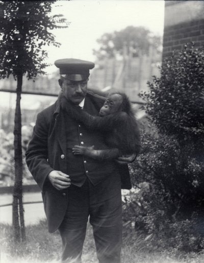 Keeper Z. Rodwell holder ung orangutang i London Zoo, oktober 1913 av Frederick William Bond