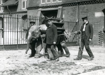 Keepers Jack Milbourne, H Robertson og Thomas trener en ung asiatisk elefant, London Zoo, mai 1922 (bw-bilde) av Frederick William Bond