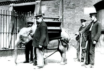 Keepers Jack Milbourne, H Robertson og Thomas trener en ung asiatisk elefant, London Zoo, mai 1922 (bw-bilde) av Frederick William Bond