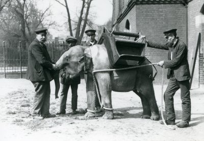 Keepers Jack Milbourne, H Robertson og Thomas trener en ung asiatisk elefant, London Zoo, mai 1922 (bw-bilde) av Frederick William Bond