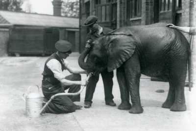 Voktere hjelper unge mannlige afrikanske elefant Kiberenge å drikke fra en slange som er festet til en vannkanne, London Zoo, juli 1924 av Frederick William Bond