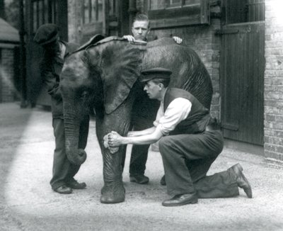 Keepere som oljer huden til den unge mannlige afrikanske elefanten Kiberenge, London Zoo, juli 1924 av Frederick William Bond