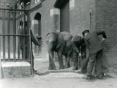 Keepere med ung hann afrikansk elefant Kiberenge, London Zoo, 1924 av Frederick William Bond