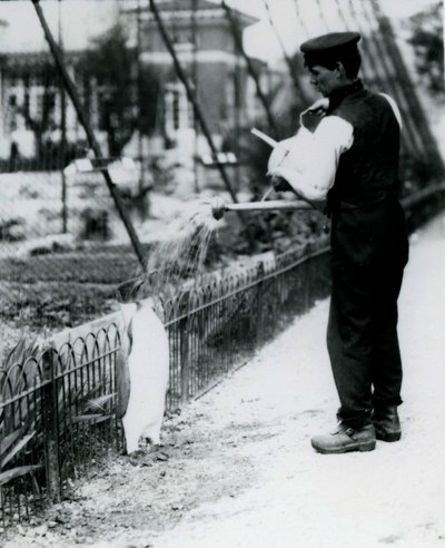 King Penguin, som ble gitt en dusj, av keeper Harry Munro, med en vannkanne i London Zoo mai 1914. Munro ble drept i første verdenskrig, etter å ha tjenestegjort i hæren, i luftskip og på anti-subma av Frederick William Bond