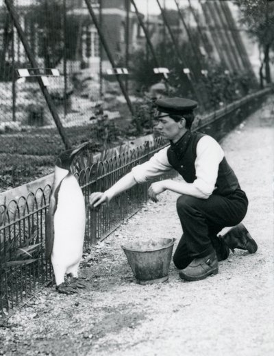 King Penguin, som ble vasket, av keeper Harry Munro, med en svamp i London Zoo mai 1914. Munro ble drept i første verdenskrig, etter å ha tjenestegjort i hæren, i luftskip og på anti-ubåtpatt av Frederick William Bond