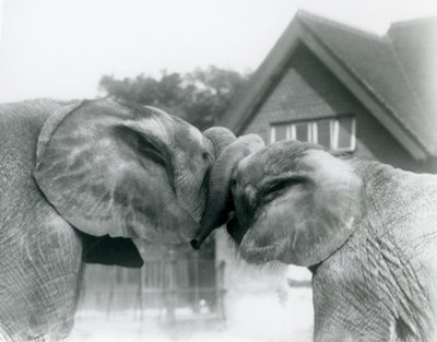 Den afrikanske elefanten Kiberenge og den afrikanske elefanten Hango hilser på hverandre ved å knytte snabelen i London Zoo i oktober 1927. Kiberenge hadde blitt presentert for London Zoo av H.E. Sir Horace Byatt av Frederick William Bond