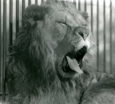 Mannløven, Abdullah, gjesper i innhegningen sin i London Zoo i 1925 av Frederick William Bond