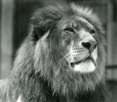Hannløve Kuja i London Zoo i august 1924 av Frederick William Bond