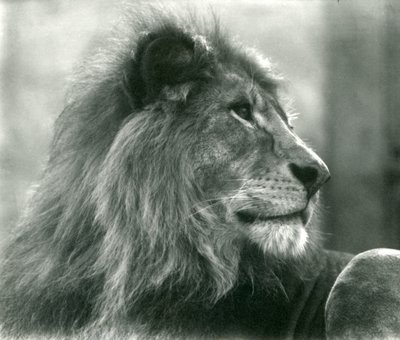 Hannløve Kuja i London Zoo i januar 1925 av Frederick William Bond