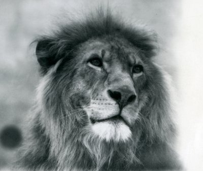 Hannløve Kuja i London Zoo i januar 1925 av Frederick William Bond
