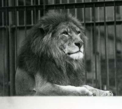 Hannløve 'Kuja' liggende i innhegningen sin i London Zoo i januar 1925 (s/hv-bilde) av Frederick William Bond