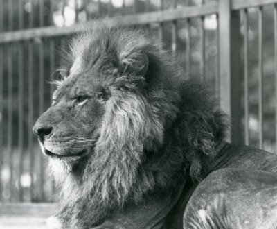 Hannløve Toto liggende i innhegningen i London Zoo i september 1927 av Frederick William Bond