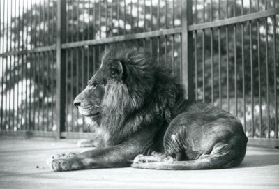 Hannløve Toto liggende i innhegningen i London Zoo i september 1927 av Frederick William Bond