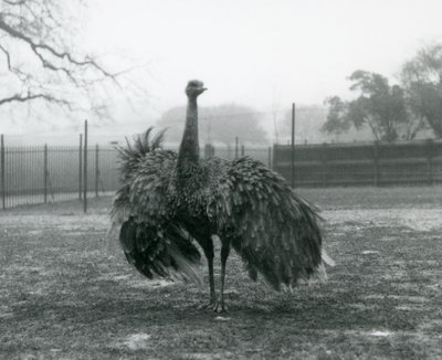 Mannlig samtalevisning ved en Greater Rhea, London Zoo av Frederick William Bond