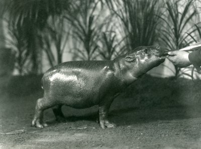 Percy, en ung pygmeflodhest som blir håndmatet i London Zoo, november 1923 (bw-bilde) av Frederick William Bond