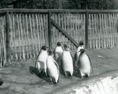 Seks kongepingviner gikk ved bassenget deres i London Zoo i 1927 av Frederick William Bond
