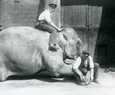 Sundermalah får den fremre foten trimmet av en keeper, med en fil, mens en annen sitter på ryggen hennes, London Zoo, august 1926 av Frederick William Bond