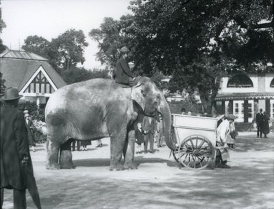Syed Ali rir Indianrani bak en gravbåre, London Zoo, oktober 1925 av Frederick William Bond