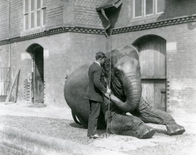 Syed Ali, trener Indiarani foran Elephant House, London Zoo, august 1923 (bw-bilde) av Frederick William Bond