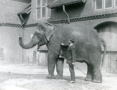 Syed Ali, trener Indiarani foran Elephant House, London Zoo, august 1923 (bw-bilde) av Frederick William Bond