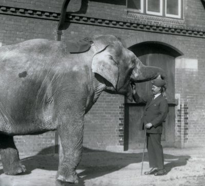 Syed Ali trener Indiarani foran Elephant House, London Zoo, oktober 1925 av Frederick William Bond