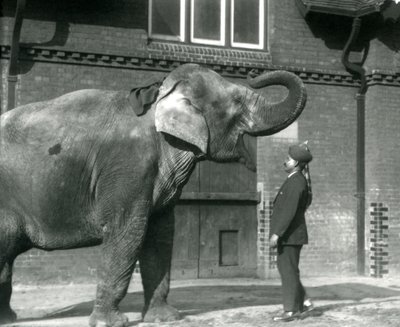 Syed Ali trener Indiarani foran Elephant House, London Zoo, oktober 1925 av Frederick William Bond