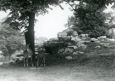 ElandAntelope Paddock i London Zoo i 1924 av Frederick William Bond