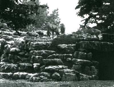 ElandAntelope Paddock i London Zoo i juni 1924 av Frederick William Bond